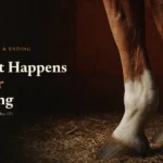 Off-track thoroughbred legs on stable straw beside the headline What Happens After Racing
