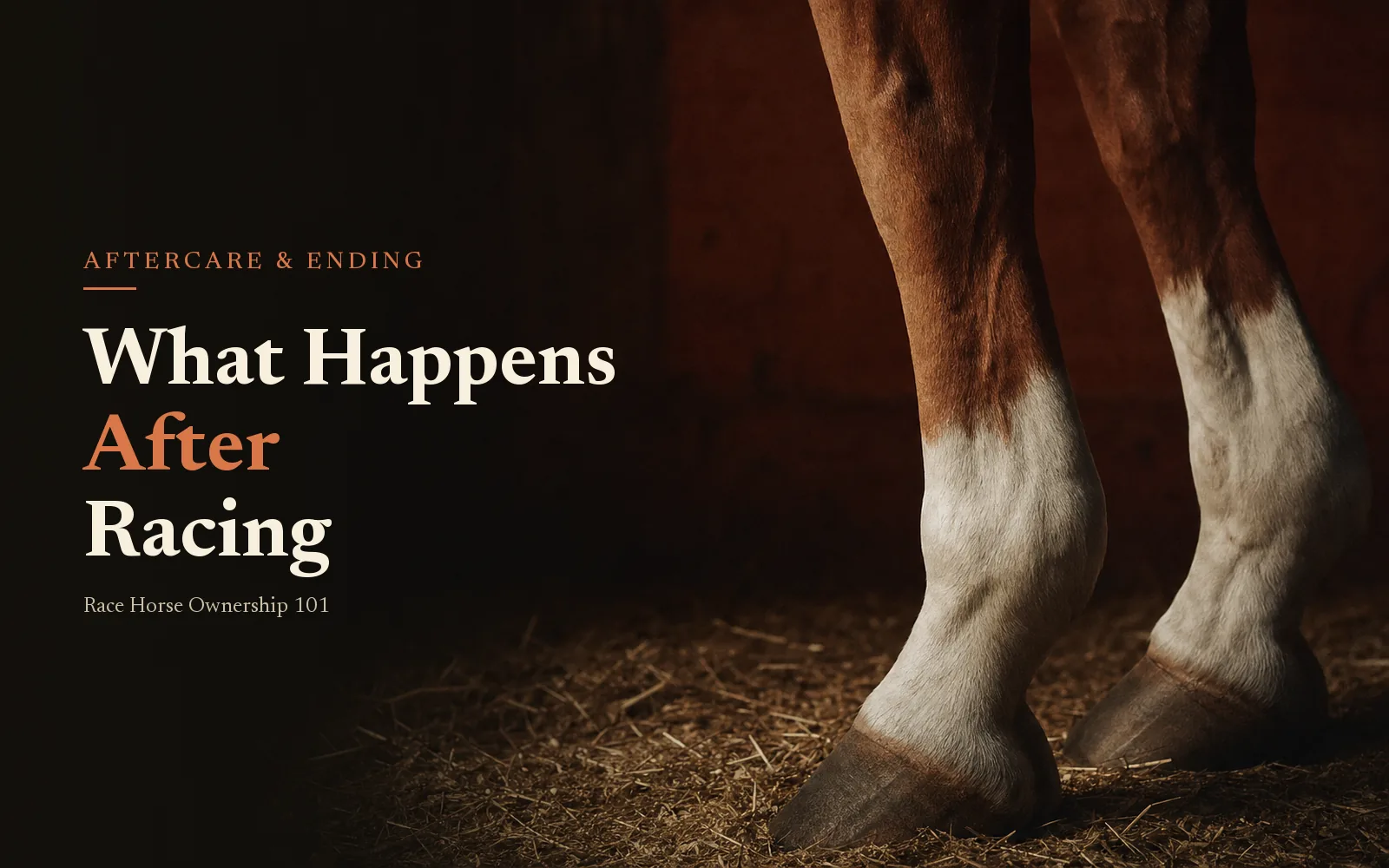 Off-track thoroughbred legs on stable straw beside the headline What Happens After Racing