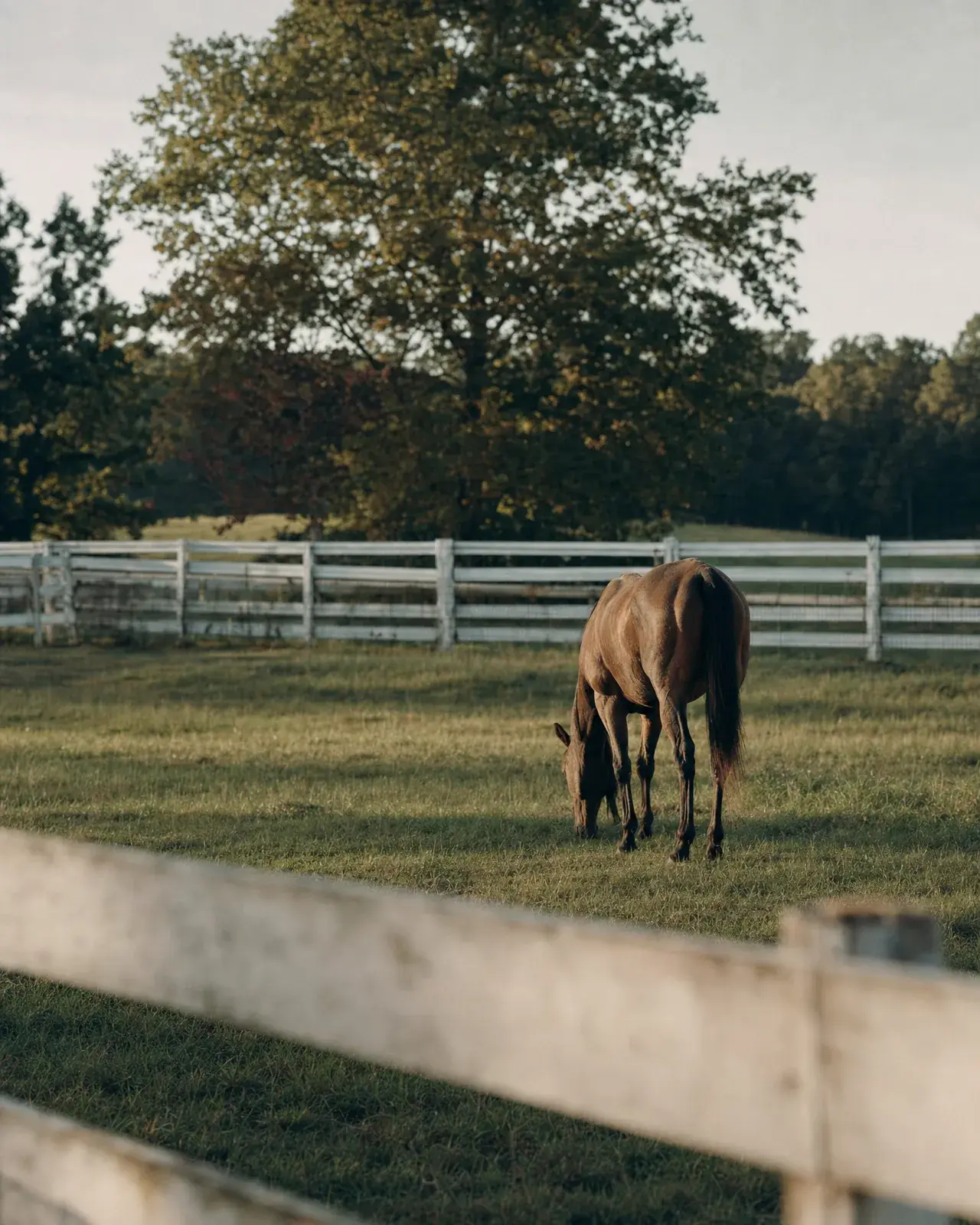 A retired off-track thoroughbred grazing in a green paddock with white rail fencing at dusk