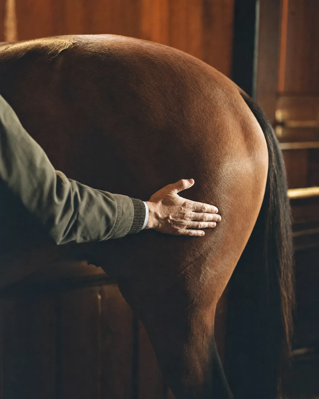 A hand resting on a bay gelding's hindquarter during a quiet pre-purchase stable exam