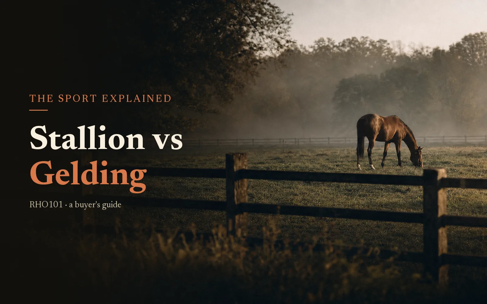Bay Thoroughbred grazing in a misty dawn pasture with the headline Stallion vs Gelding
