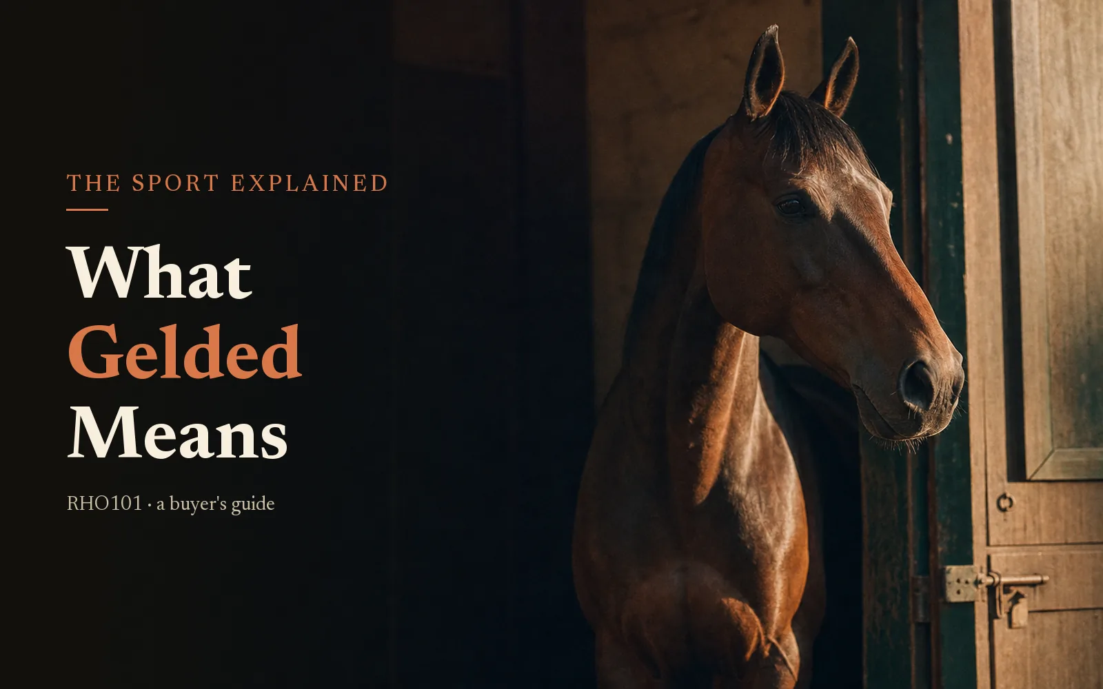 What Does ‘Gelded’ Mean in Horse Racing? A Buyer’s Guide to Geldings