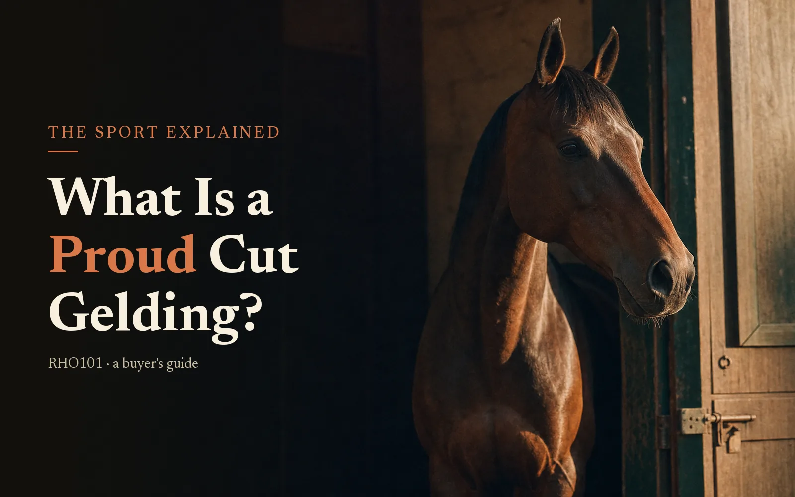 What Is a Proud Cut Gelding? A Racehorse Buyer’s Due-Diligence Guide