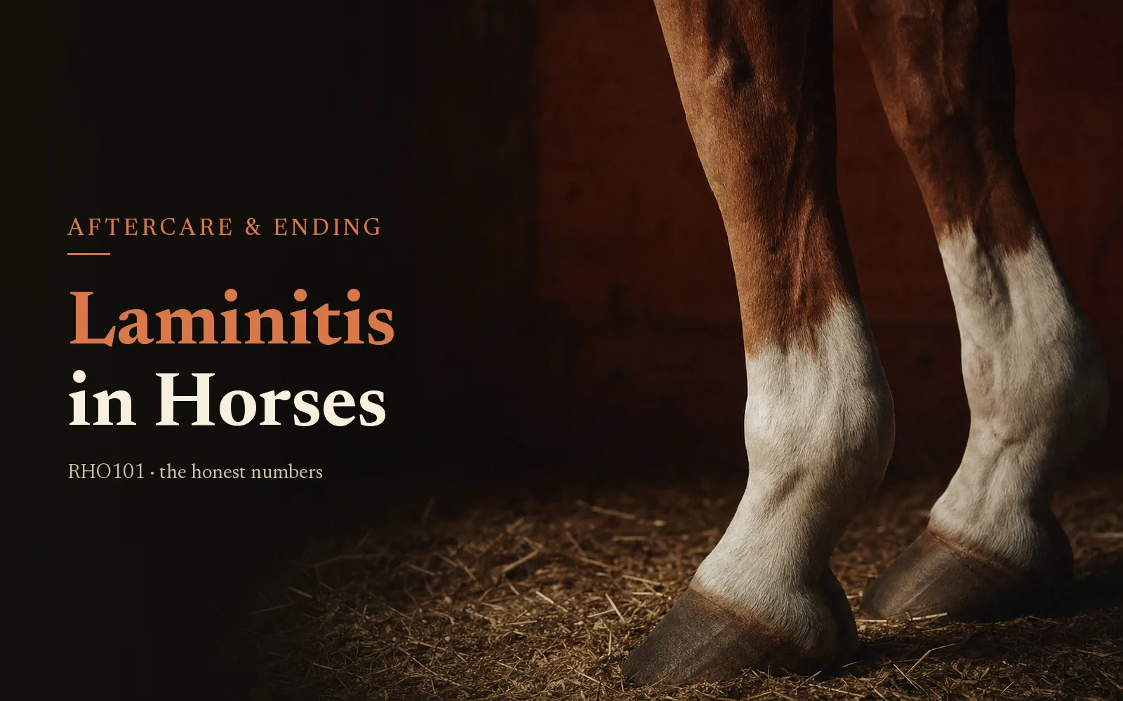 Laminitis in Horses: What Racehorse Owners Need to Know About the Condition Behind Many Hard Endings