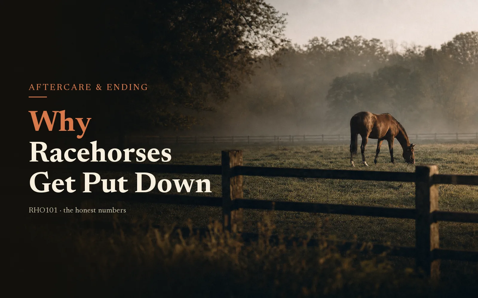 Why Do Racehorses Get Put Down? What Owners Need to Know About On-Track Injuries and Euthanasia