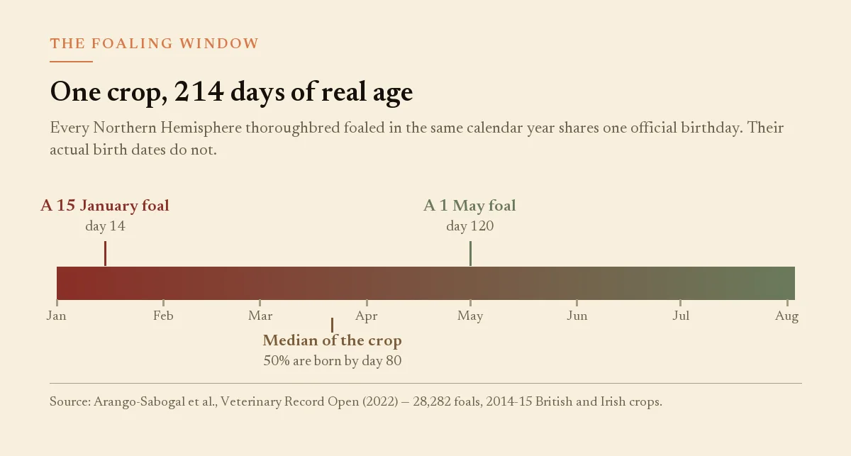 Timeline chart showing one thoroughbred crop spread over 214 days, with January and May foals marked