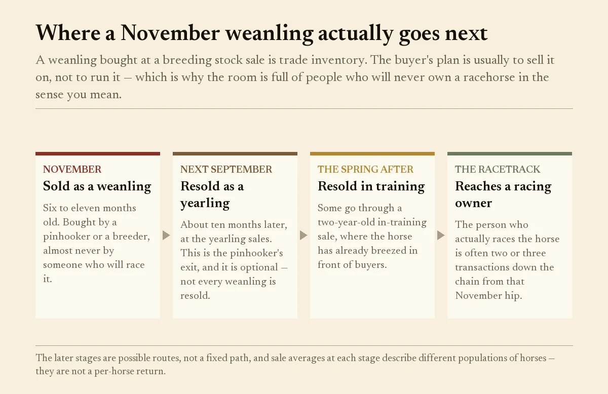 Four-stage diagram tracing a November weanling from sale to yearling resale, in-training sale, and the racetrack