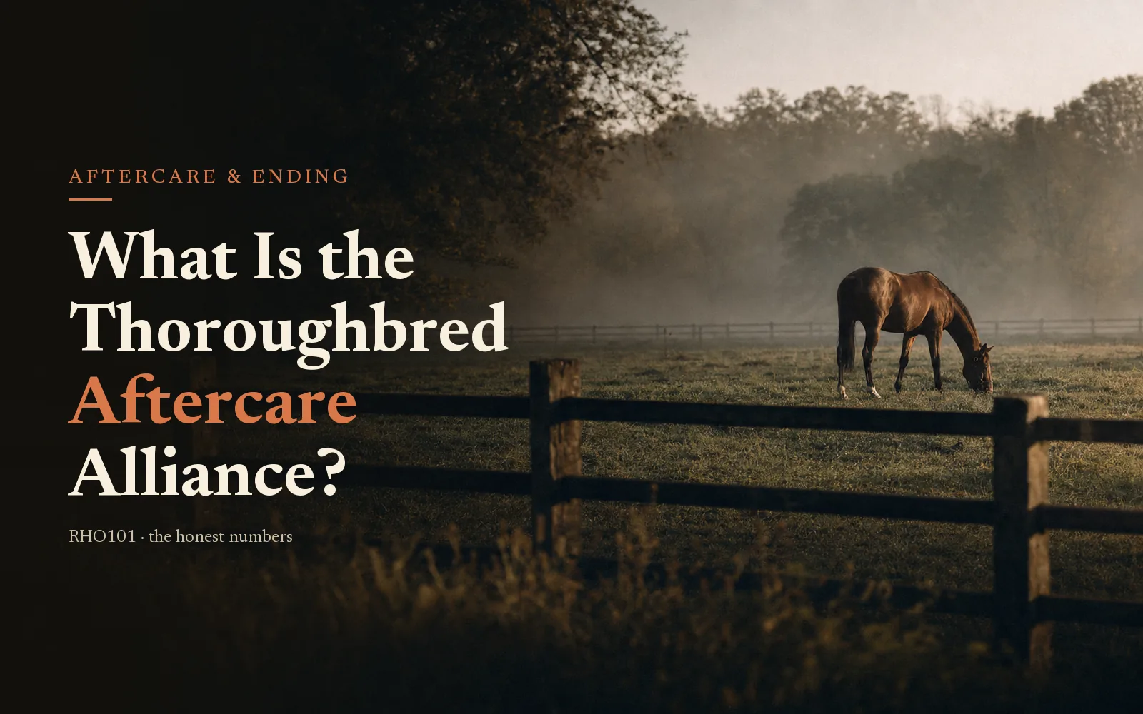 Bay Thoroughbred grazing in a misty dawn pasture, headlined What Is the Thoroughbred Aftercare Alliance?