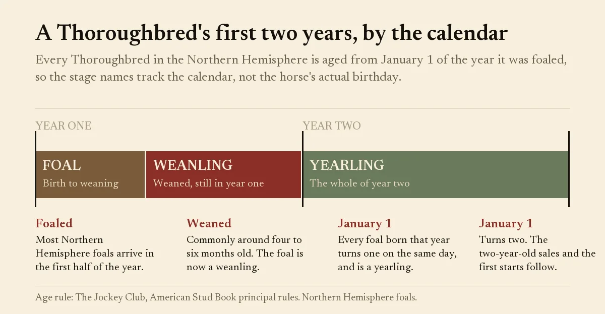 Timeline of a Thoroughbred's first two years showing foal, weanling and yearling stages against January 1