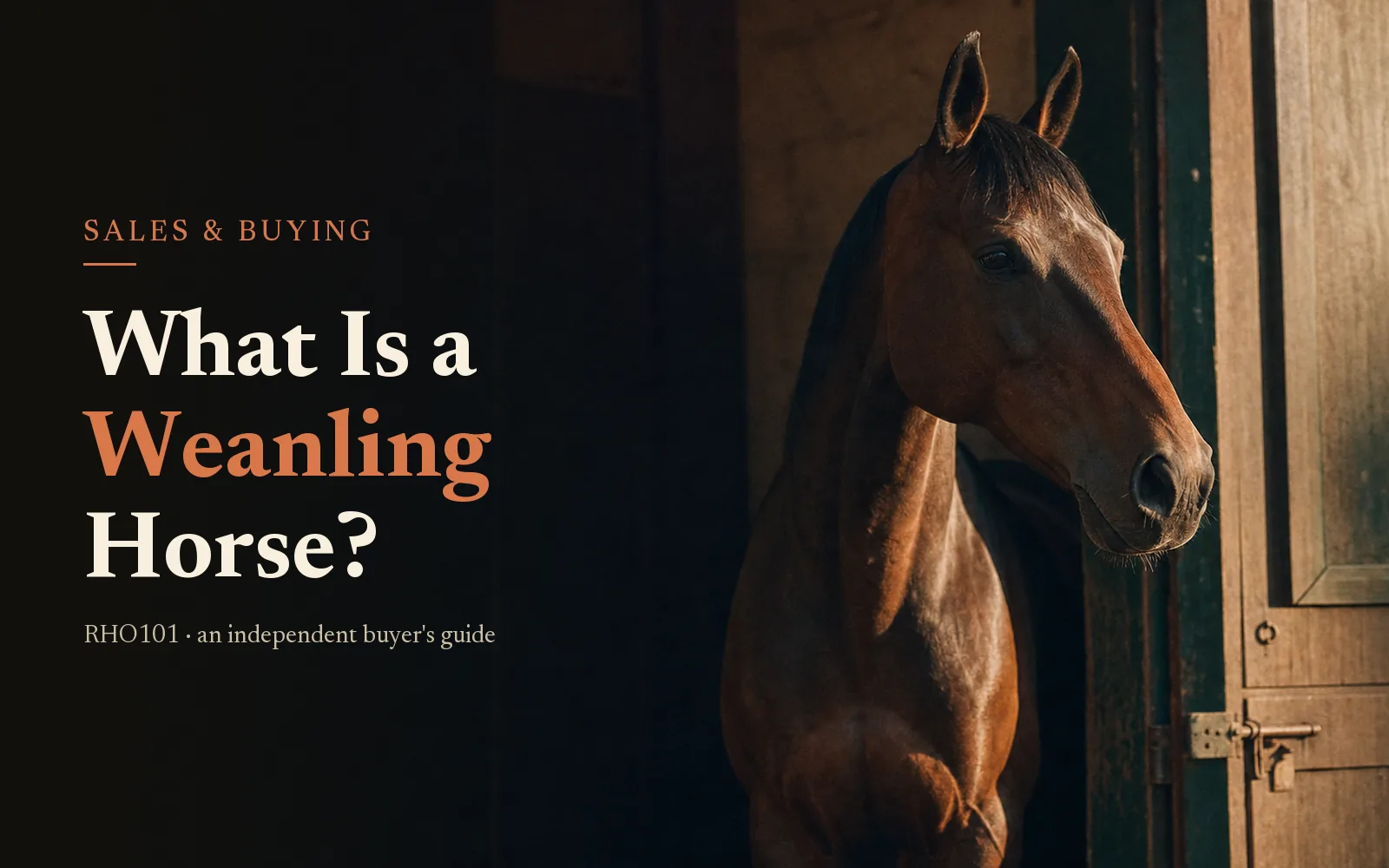 Bay Thoroughbred in a stable doorway with the headline What Is a Weanling Horse