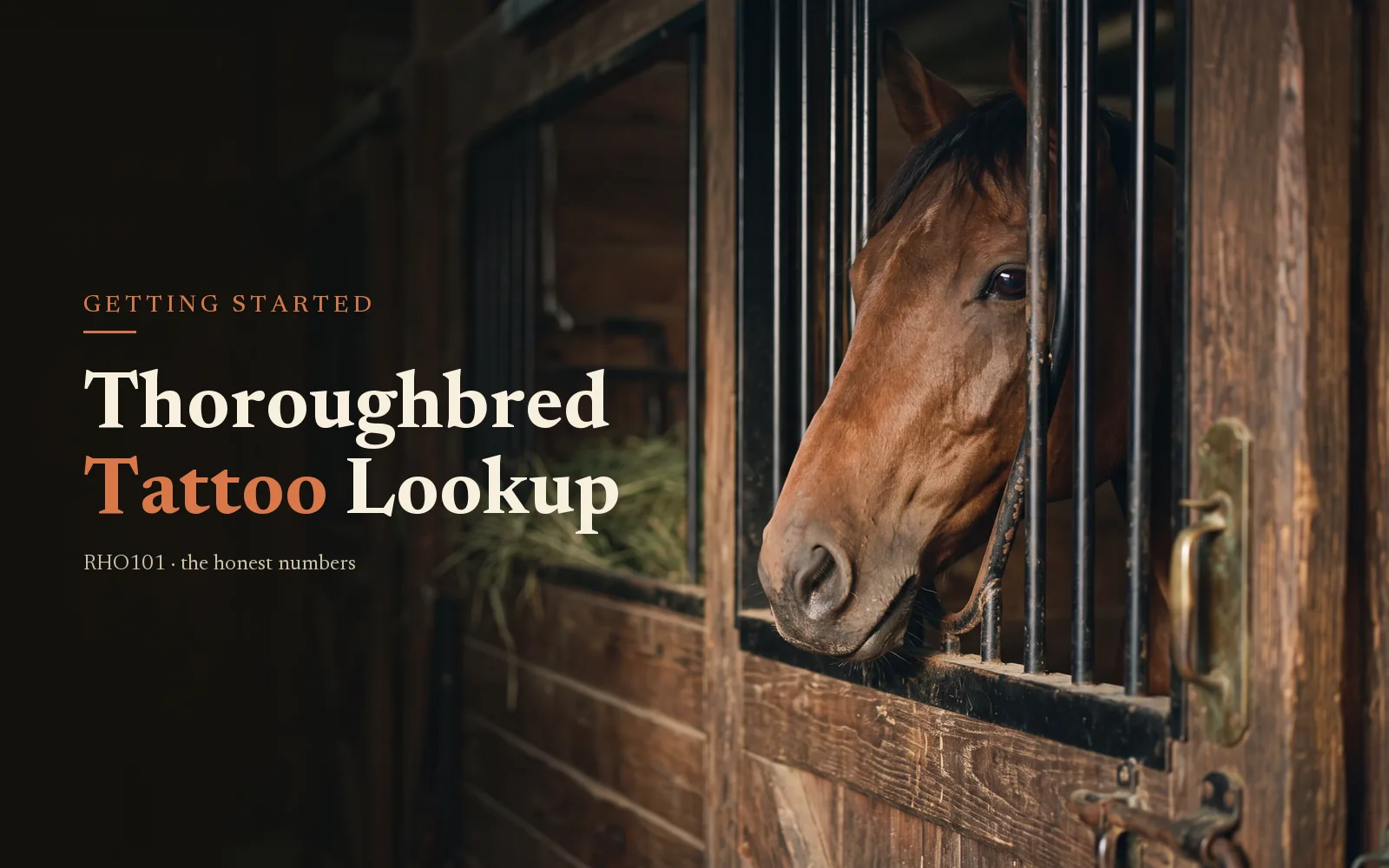 Thoroughbred Tattoo Lookup: How to Identify a Horse Before You Buy